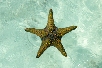 Fototapeta na wymiar starfish isolated white water. the starfish is large with multiple colorful spots shot in Zanzibar
