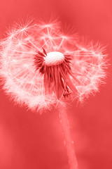 Living Coral. eco texture nature , color of the year 2019 dandelion tenderness background