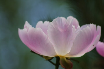 Gartenblumen