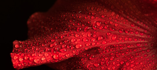 Gerbera petal with waterdrops