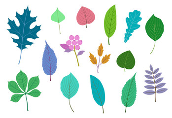 Leaf and fruit illustration set