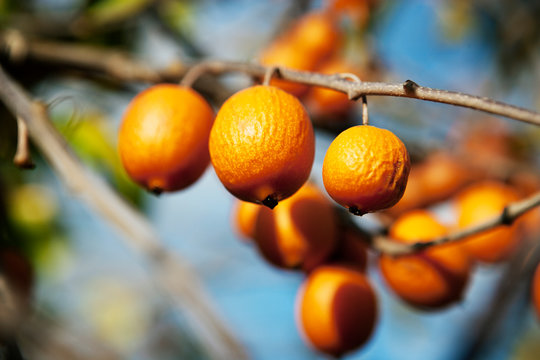 Orange fruit on branches 