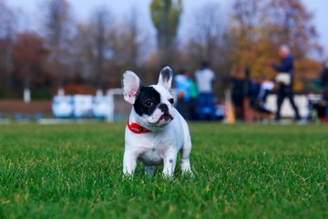 Dog breed French Bulldog