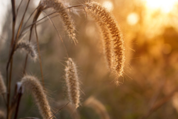The flowers of the grass that bloom in the summer