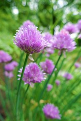 Allium. Decorative purple onions close-up in the rays of the  sun on a blurred vegetable background.