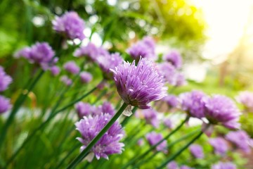 Allium. Decorative purple onions  in the rays of the bright sun on a blurred vegetable background.