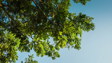 green leaves of a tree