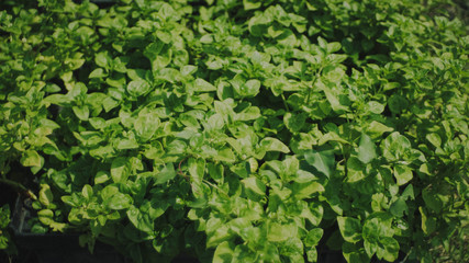 green leaves background