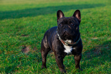 Dog breed French Bulldog