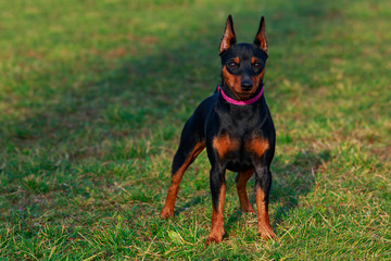 Dog breed Miniature Pinscher