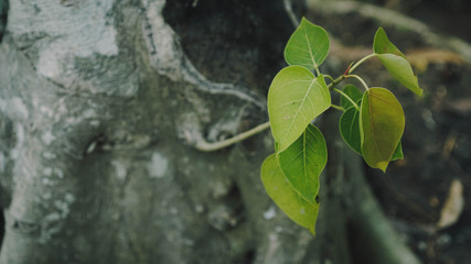green leaves on a tree