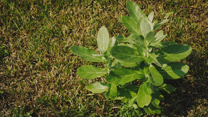 young plants in the garden