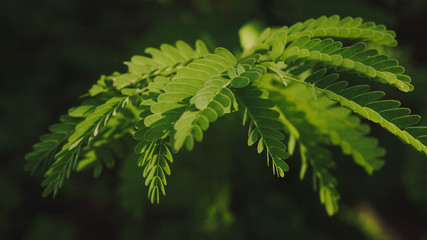 green leaves of a tree