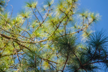 Looking-up view of a beautiful tropical pine tree with blue sunny sky background. Green leaves of pine tree forest on blue sky with copy space for text.