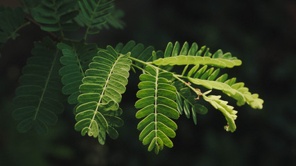 fern leaves on green background