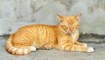 Orange striped cat a cat whose fur is mottled or streaked with dark stripes lie about On the ground In the garden.