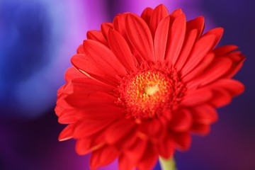 Gerbera flower red  macro on  violet blurred background. Defocus