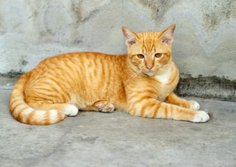 Orange striped cat a cat whose fur is mottled or streaked with dark stripes lie about On the ground In the garden.