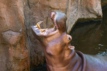 Hippopotamus with open mouth sprouts food, Chiang Mai