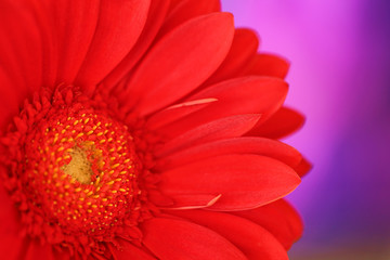 Gerbera flower red  macro on  violet,  blurred background. Defocus