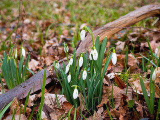 Kwitnąca Śnieżyczka przebiśnieg (Galanthus nivalis L.) w lasach grądowych