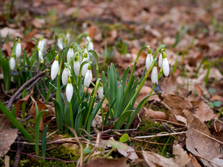 Kwitnąca Śnieżyczka przebiśnieg (Galanthus nivalis L.) w lasach grądowych