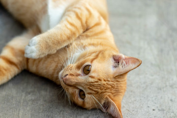 Orange striped cat a cat whose fur is mottled or streaked with dark stripes lie about On the ground In the garden.