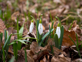 Kwitnąca Śnieżyczka przebiśnieg (Galanthus nivalis L.) w lasach grądowych