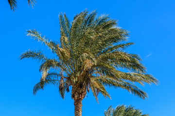 Naklejka premium Green date palm tree against the blue sky