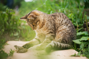 Cat playing with frog in garden 