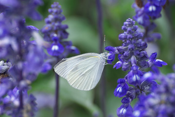 モンシロチョウ