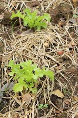 fresh lettuce hydroponics for health in garden
