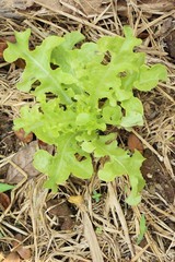 fresh lettuce hydroponics for health in garden