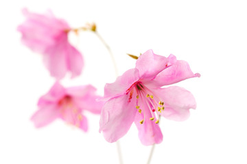 Japanese azalea (Rhododendron pentaphyllum var. nikoense) 'akayashio'