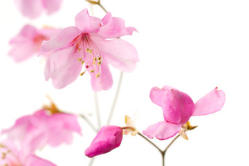 Naklejka na ściany i meble Japanese azalea (Rhododendron pentaphyllum var. nikoense) 'akayashio'