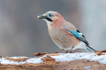 Eurasian jay