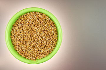 grains of wheat germ in a green plate surrounded by light on a grey table. Dietary vegetarian food. healthy food. bread. copy space