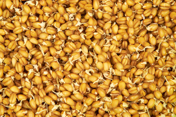 grains of young wheat germ close up macro
