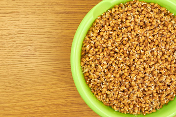 young grains of wheat germ in a deep green plate on a wooden table. Dietary vegetarian food. healthy food. unleavened bread. cereals. copy space