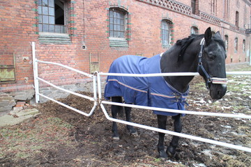 Horse in paddock in Albertovec, Moravian-Silesian region, Czech republic