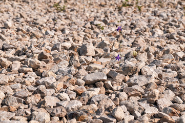 Purple flower sprouting through gravel