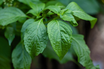 Caraway is a flavorful and aromatic herb. The caraway seed is the most used part of the plant and can be used in baking, soups, stews and other foods but all parts of the plant are edible. 