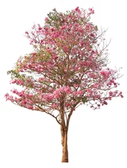 Tuinposter Tabebuia tree pink poui or rosy trumpet flower the national tree of El Salvador in full bloom during Spring season isolated on white background © Akarawut