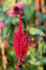 Small bunch of Amaranth or Amaranthus cosmopolitan annual plant flowers arranged in colourful bracts on top of single stem surrounded with other plants and leaves in background of local garden on warm