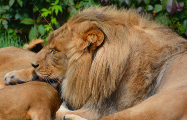 Lion is one of the four big cats in the genus Panthera, and a member of the family Felidae. With...