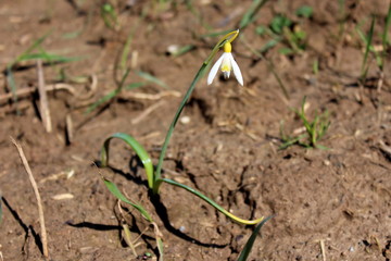 Snowdrop or Galanthus bulbous perennial herbaceous plant with two linear leaves and a single small white drooping bell shaped flower with six petal like tepals in two circles surrounded with dry soil 
