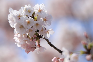 サクラ（ソメイヨシノ）　Cherry Blossoms