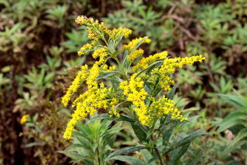 Solidago virgaurea or European goldenrod or Woundwort yellow flower with multiple small bubs and open and blooming flowers with green leaves and other plants in background on warm summer day