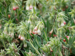 Onosma alborosea. Turkishe Lotwurz oder Goldtropfen