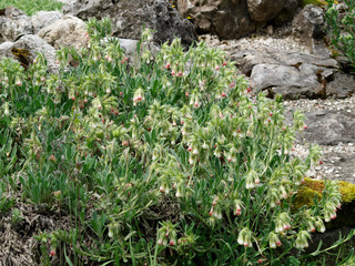 Onosma alborosea. Turkishe Lotwurz oder Goldtropfen